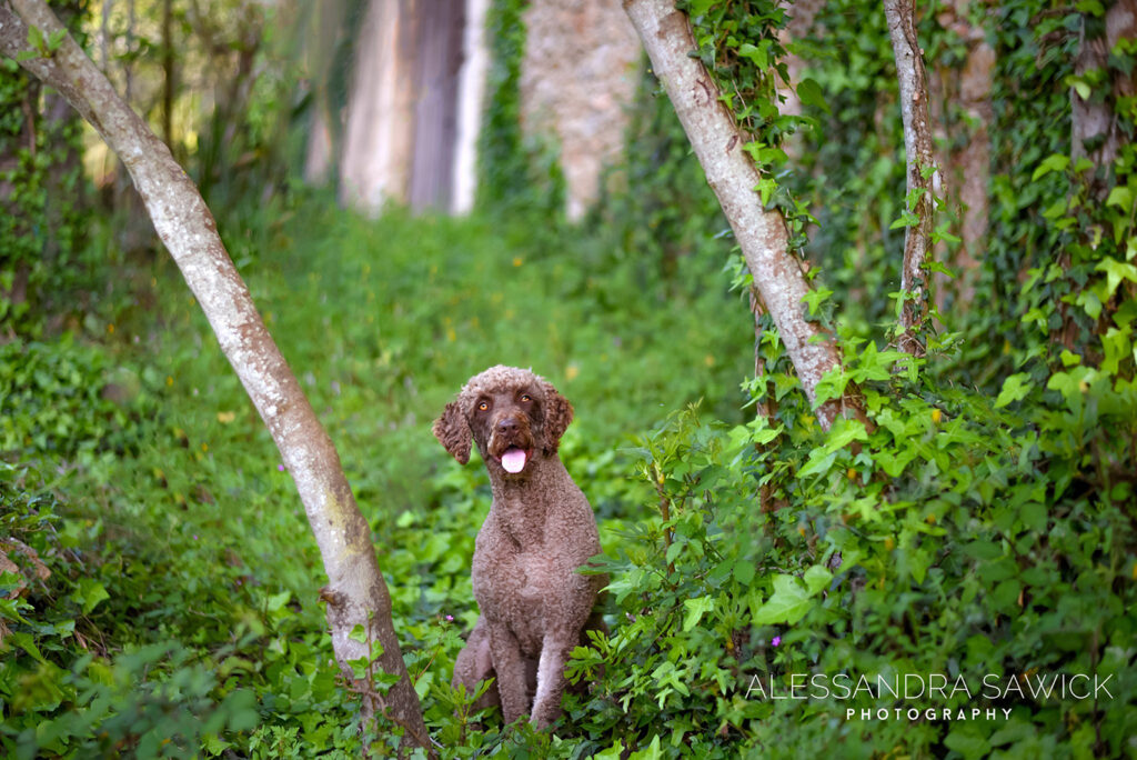 Best Naples Pet Photographer