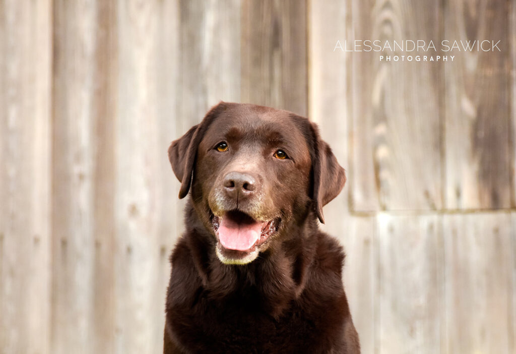 Best Naples Pet Photographer