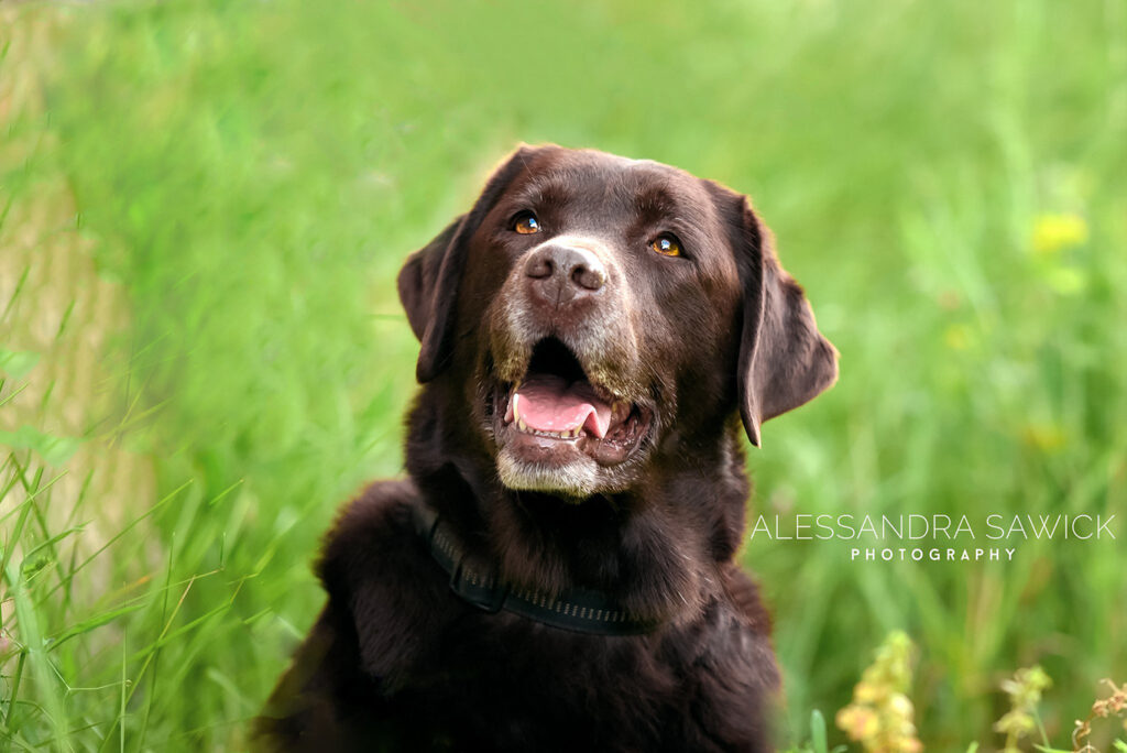 Best Naples Pet Photographer