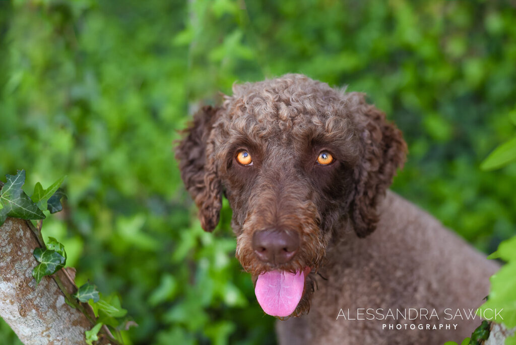 Best Naples Pet Photographer