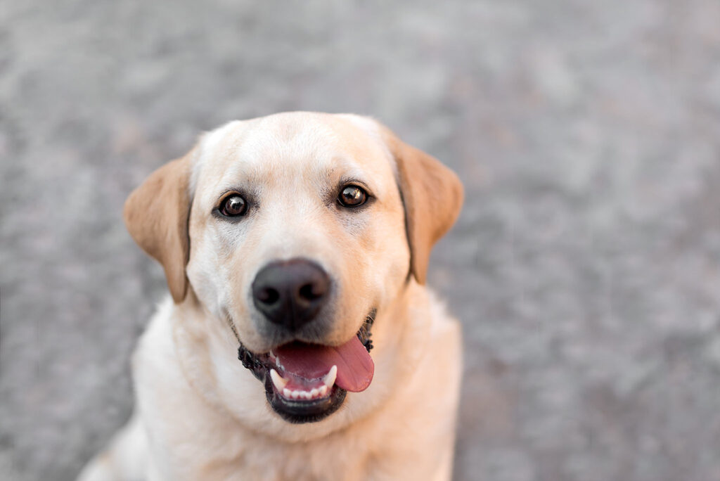 Best Naples Pet Photographer