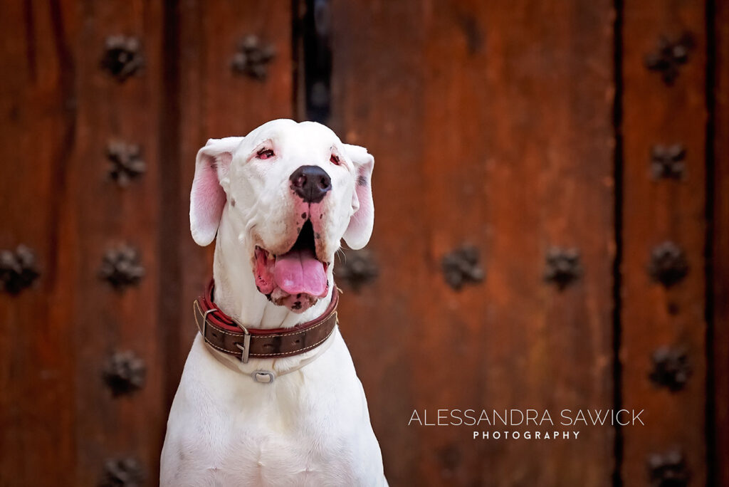 Best Naples Pet Photographer