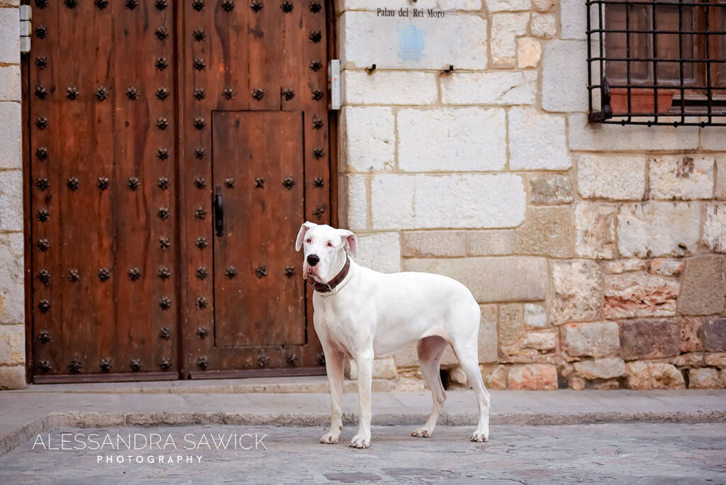 Best Naples Pet Photographer