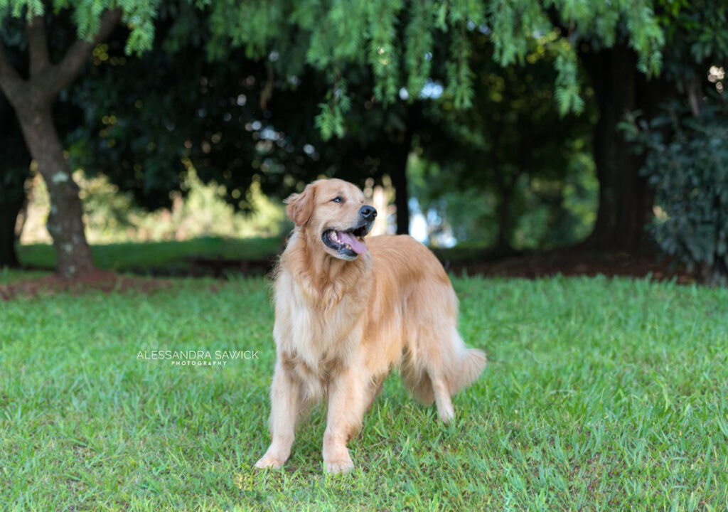 Best Pet Photographer in Naples FL