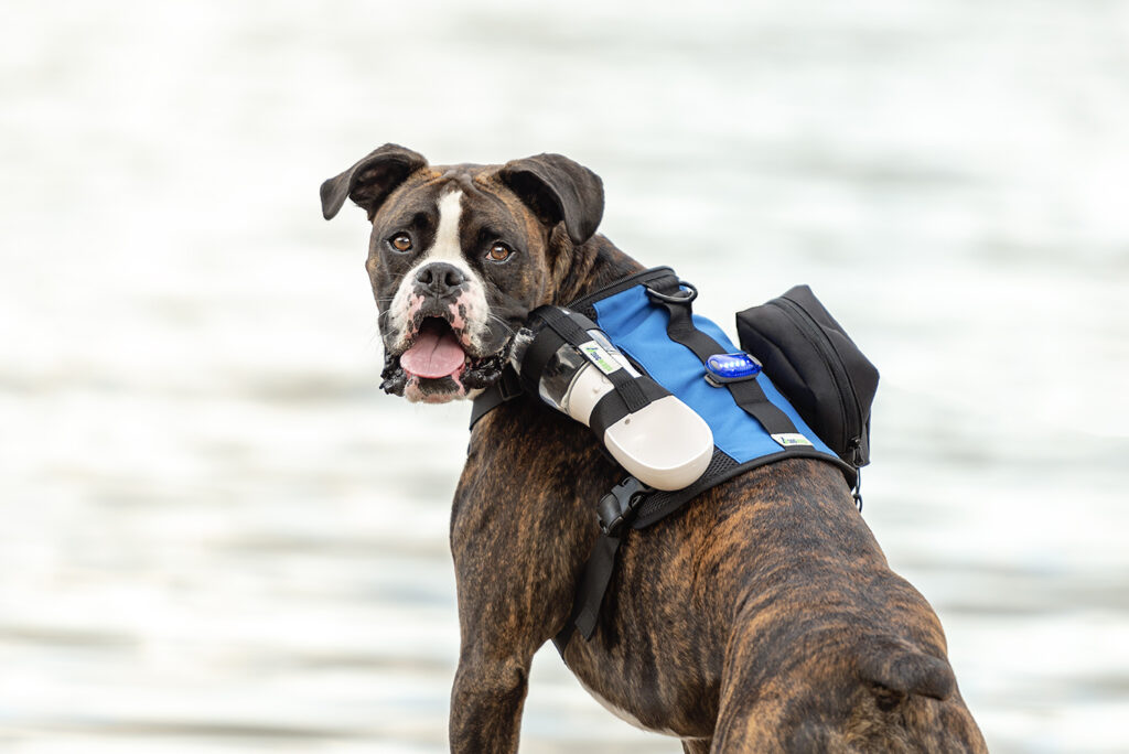 Commercial Pet Photography in Miami, FL with experienced Commercial Pet Photography in Miami, FL with experienced
